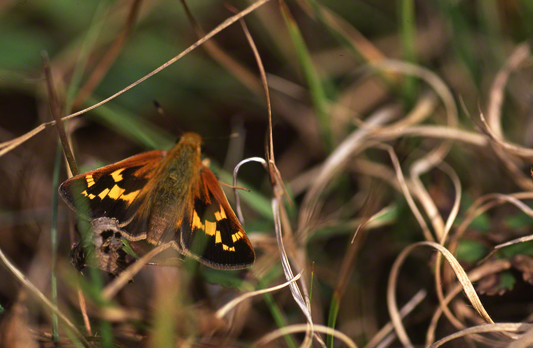 Leonard's Skipper Butterfly photographed by Jeff Zablow at Raccoon Creek State Park