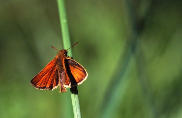 Skipper Butterfly at Raccoon Creek State Park