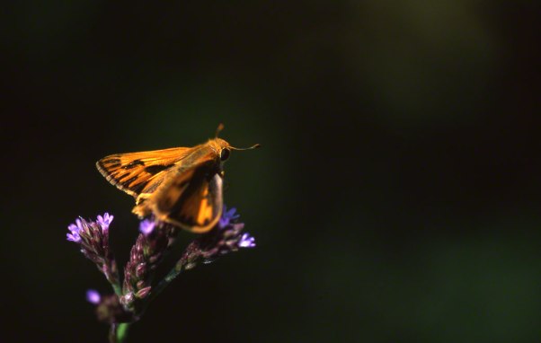 Skipper Butterfly at Savannah National Wildlife Refuge, SC