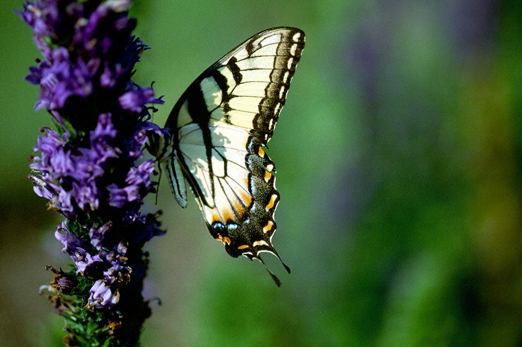 Tiger Swallowtail Butterfly photographed by Jeffrey Zablow in Eastern Neck National Wildlife refuge, MD