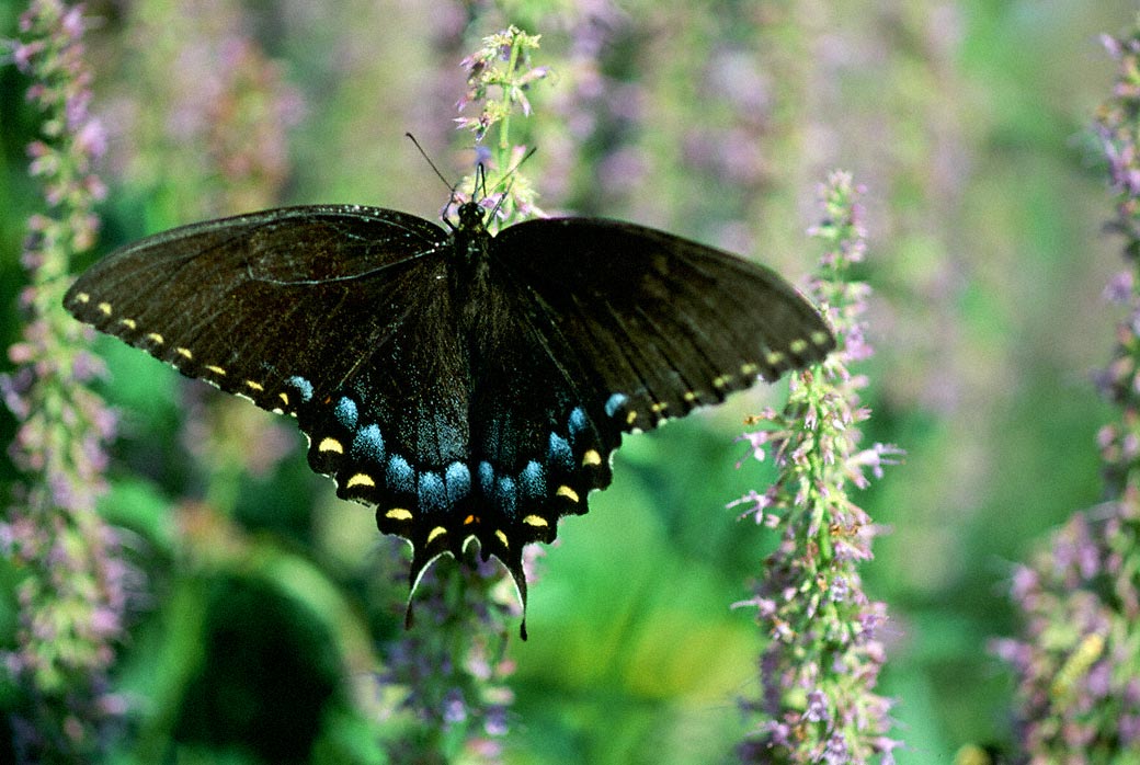 Tiger Swallowtail Butterfly ( Black Form) photographed by Jeffrey Zablow in Eastern Neck National Wildlife refuge, MD