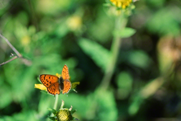  Lesser Fiery Copper butterfly photographed by Jeff Zablow in Binyamina, Israel
