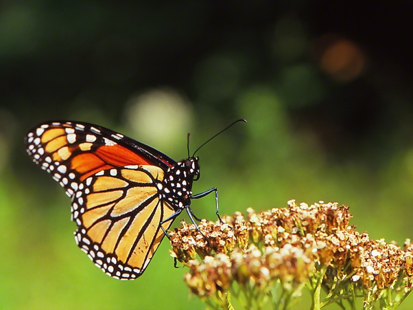 Monarch butterfly photographed by Jeff Zablow at Raccoon Creek State Park