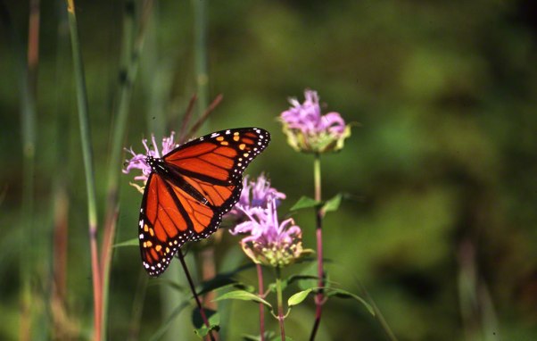 Monarch Butterfly photographed by Jeff Zablow at Raccoon Creek State Park
