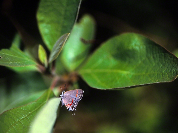Red-banded hairstreak butterfly photographed by Jeff Zablow at Eastern Neck National Wildlife Refuge, Rock Hall, MD