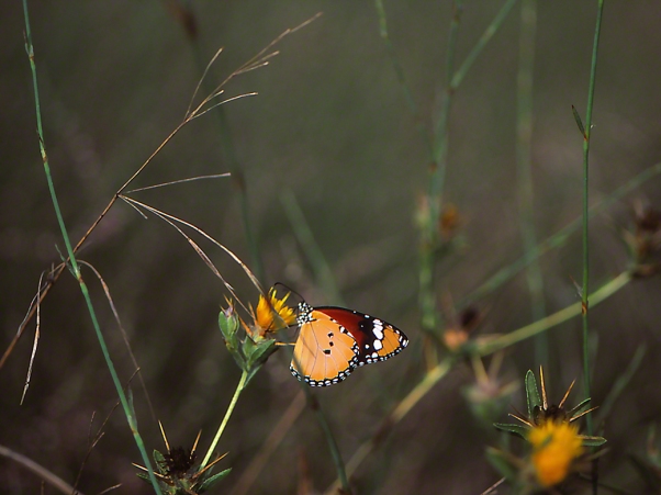 Plain Tiger butterfly photographed by Jeff Zablow at Mishmarot, Israel