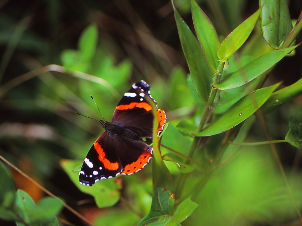 Red Admiral Butterfly photographed by Jeff Zablow at Raccoon Creek State Park in Pennsylvania