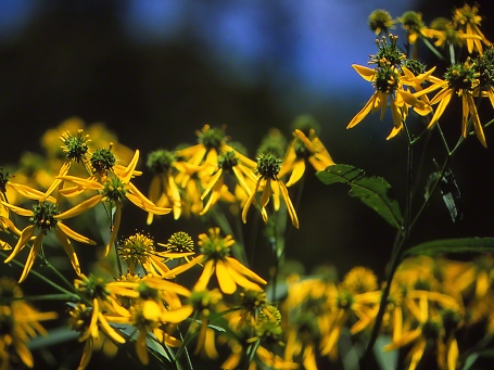 Wingstem Flowers photographed by Jeff Zablow at Raccoon Creek State Park in Pennsylvania