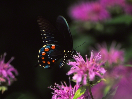Pipevine Swallowtail Butterfly photographed by Jeff Zablow as it perched on Bergamot flower at Raccoon Creek State Park in Pennsylvania, 7/31/14