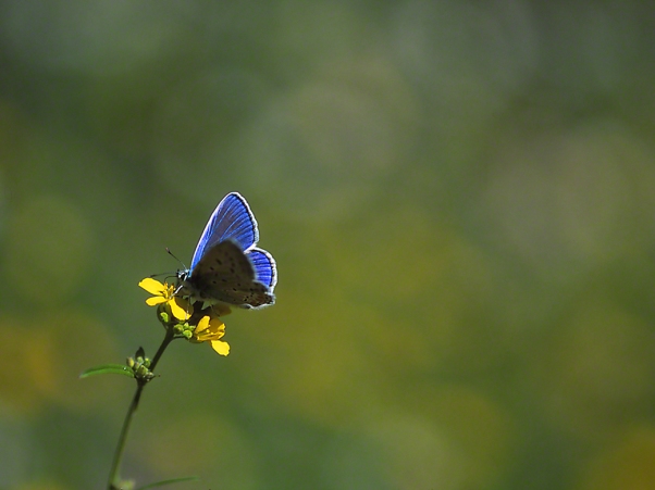 Blue butterfly, (dorsal view), photographed by Jeff Zablow on Qedesh trail, Israel