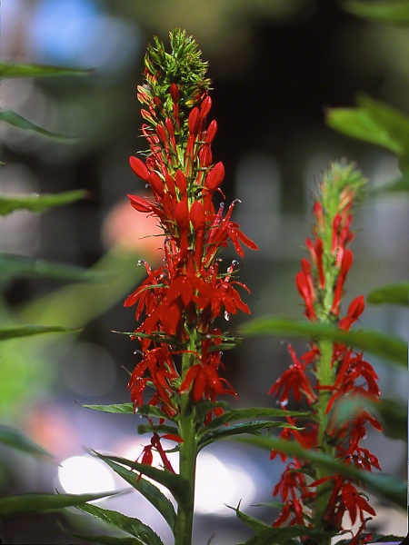 Cardinal Flower, photographed by Jeff Zablow in his Perennial Garden, Pittsburgh, PA