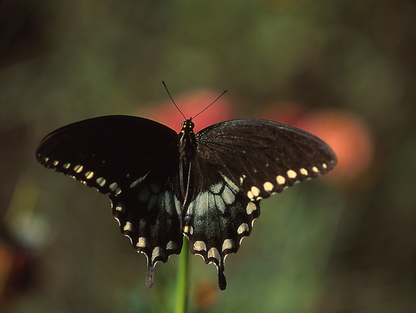 Spicebush Swallowtail Butterfly photographed by Jeff Zablow in the Briar Patch Habitat in Eatonton, GA