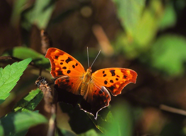 Question Mark Butterfly photographed by Jeff Zablow in the Briar Patch Habitat in Eatonton, GA