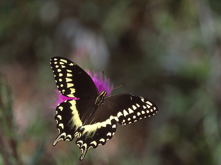 Palmed Swallowtail Butterfly, photographed by Jeff Zablow at Big Bend Wildlife Management Area, Florida