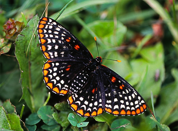 Baltimore Checkerspot butterfly, photographed by Jeff Zablow at the Jamestown Audubon Center in Jamestown, NY.