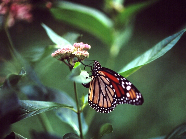 Monarch Butterfly, photographed by Jeff Zablow at Raccoon Creek State Park in Pennsylvania