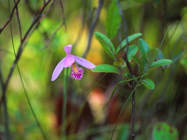 Orchid, photographed by Jeff Zablow at Allenberg Bog in New York