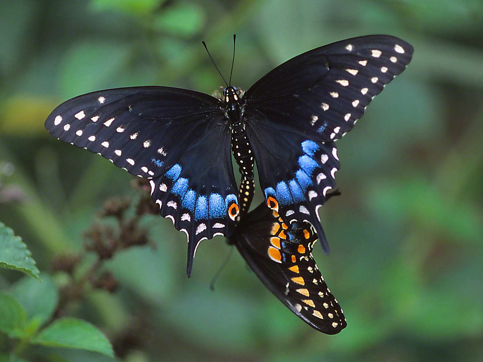 Earring Series - Blackswallowtail butterflies coupled, photographed by Jeff Zablow at "Butterflies and Blooms in the Briar Patch," Eatonton, GA