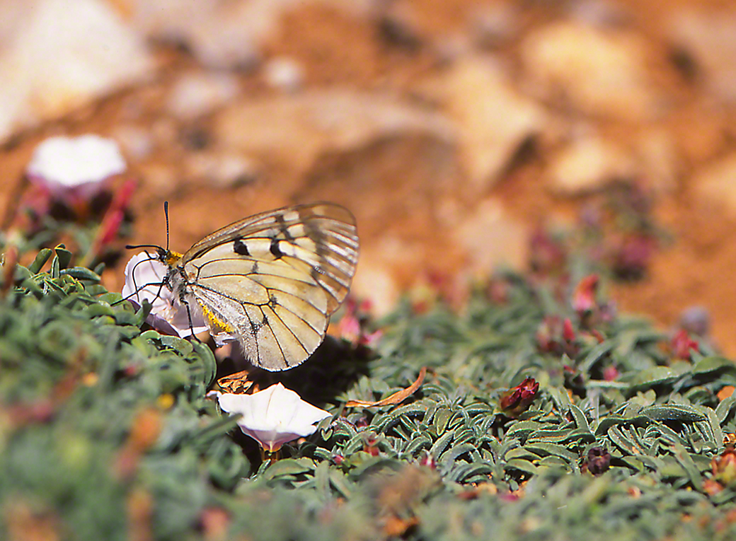Parnassius mnemosyne butterfly photographed by Jeffrey Zablow at Mt. Hermon, Israel