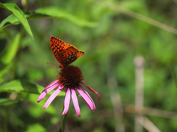 Great Spangle Fritillary Butterfly on Coneflower photographed by Jeff Zablow at Lynx Prairie Reserve, Ohio