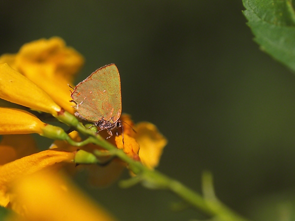 Tropical Greenstreak butterfly photographed by Jeff Zablow at 'The Wall,' Mission, TX