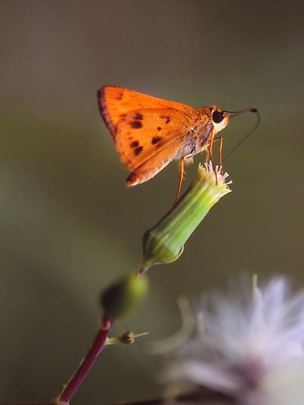Whirllabout Skipper Butterfly photographed by Jeff Zablow at Fort Federica, Saint Simons Island, GA