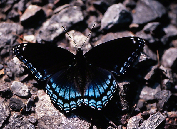 Red-Spotted Purple butterfly photographed by Jeff Zablow at Raccoon Creek Park, PA, 8/24/07